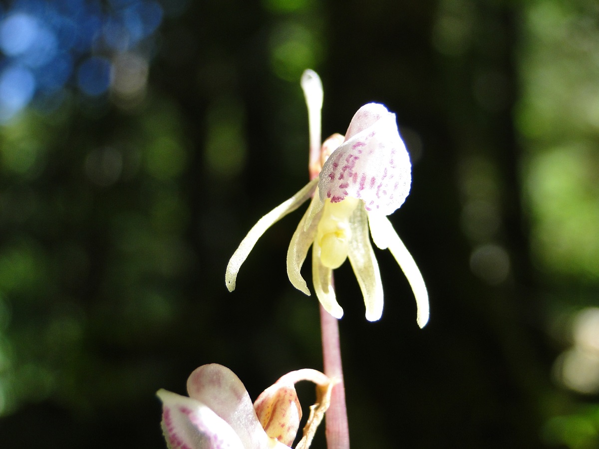 Epipogium aphyllum (Orchidaceae)